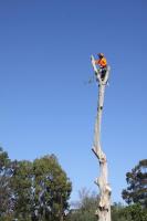Chippers Tree Service image 6